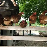 Ollyfarm