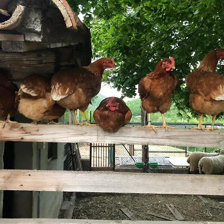 Ollyfarm