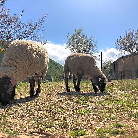 Ollyfarm فندق مبيت وإفطار