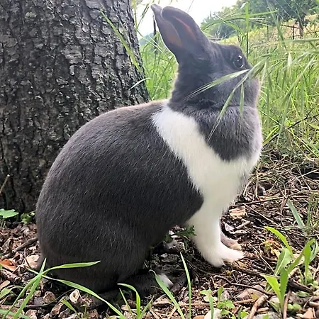 Ollyfarm 3*