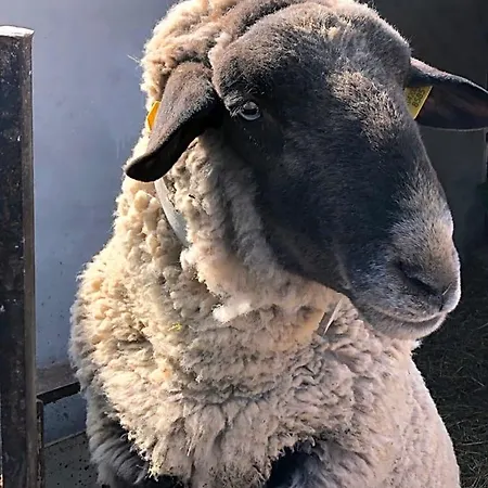 Ollyfarm فندق مبيت وإفطار فابريانو