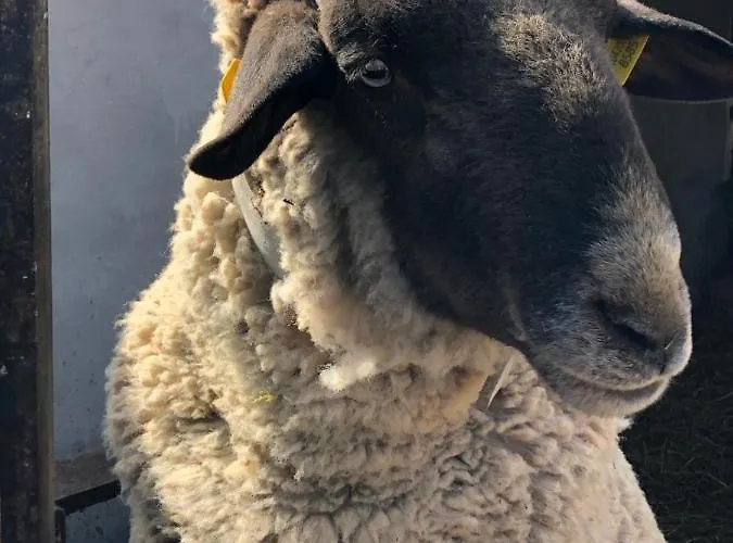 Ollyfarm 住宿加早餐酒店 法布里亚诺